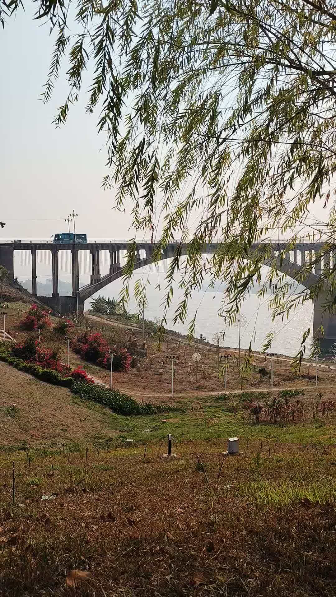 风吹杨柳