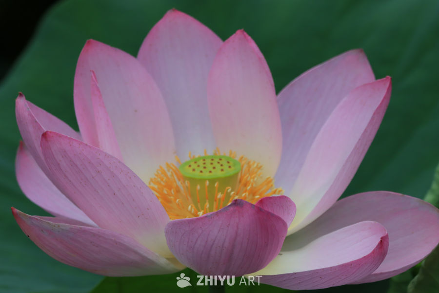 荷花 20