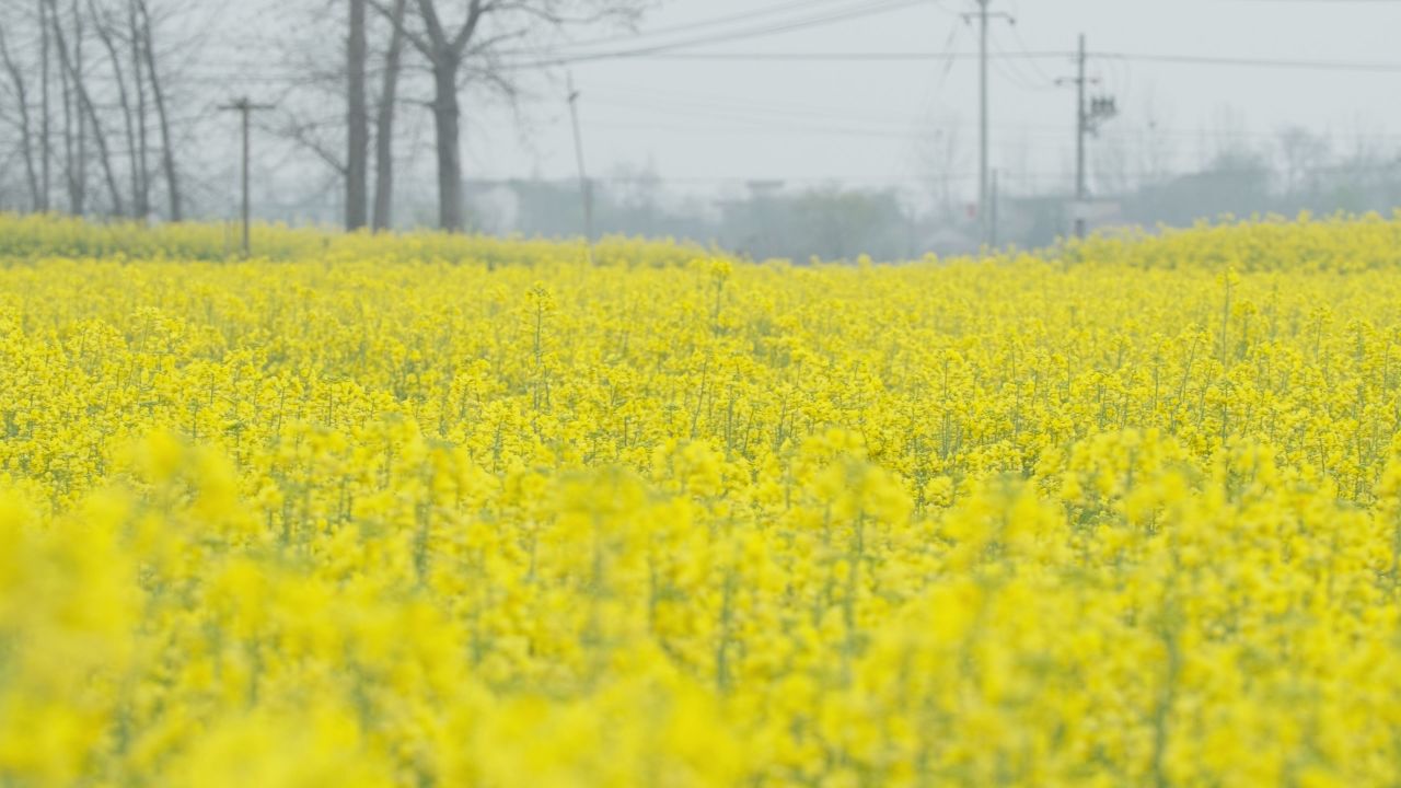 春天农村油菜花海蜜蜂采蜜 29