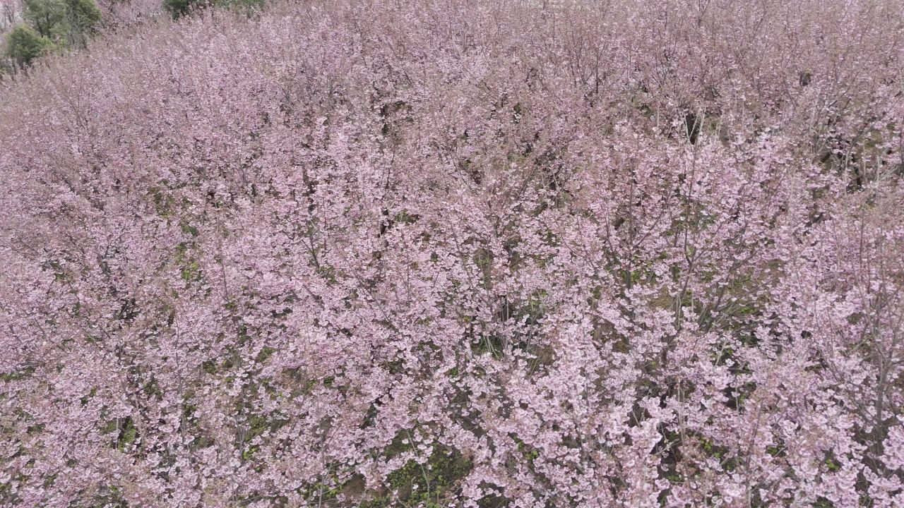 樱花盛开的春天