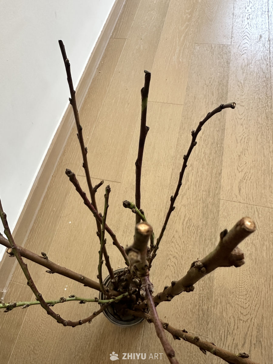 静谧的室内枯枝