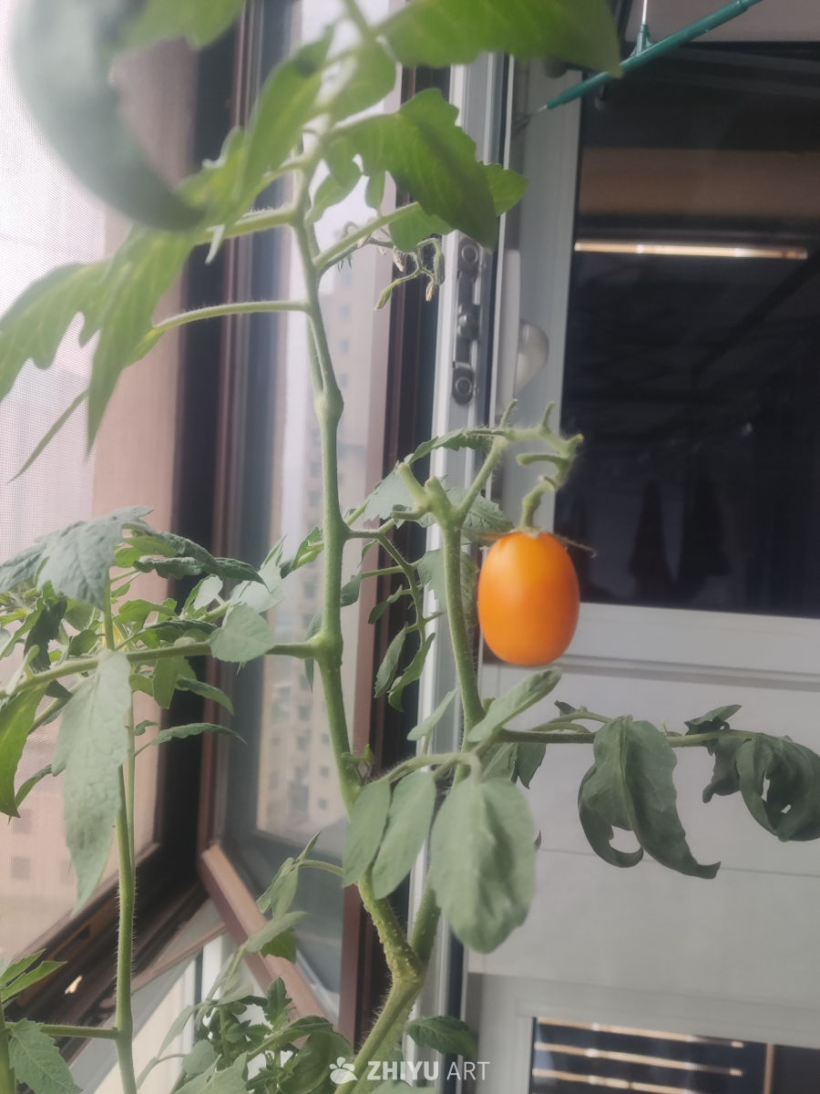 一枝独秀