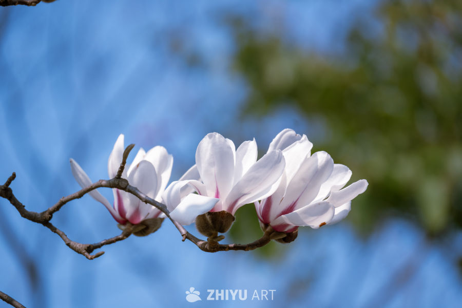 春日玉兰绽放