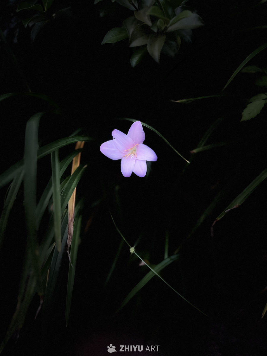 夜色中的紫色花影