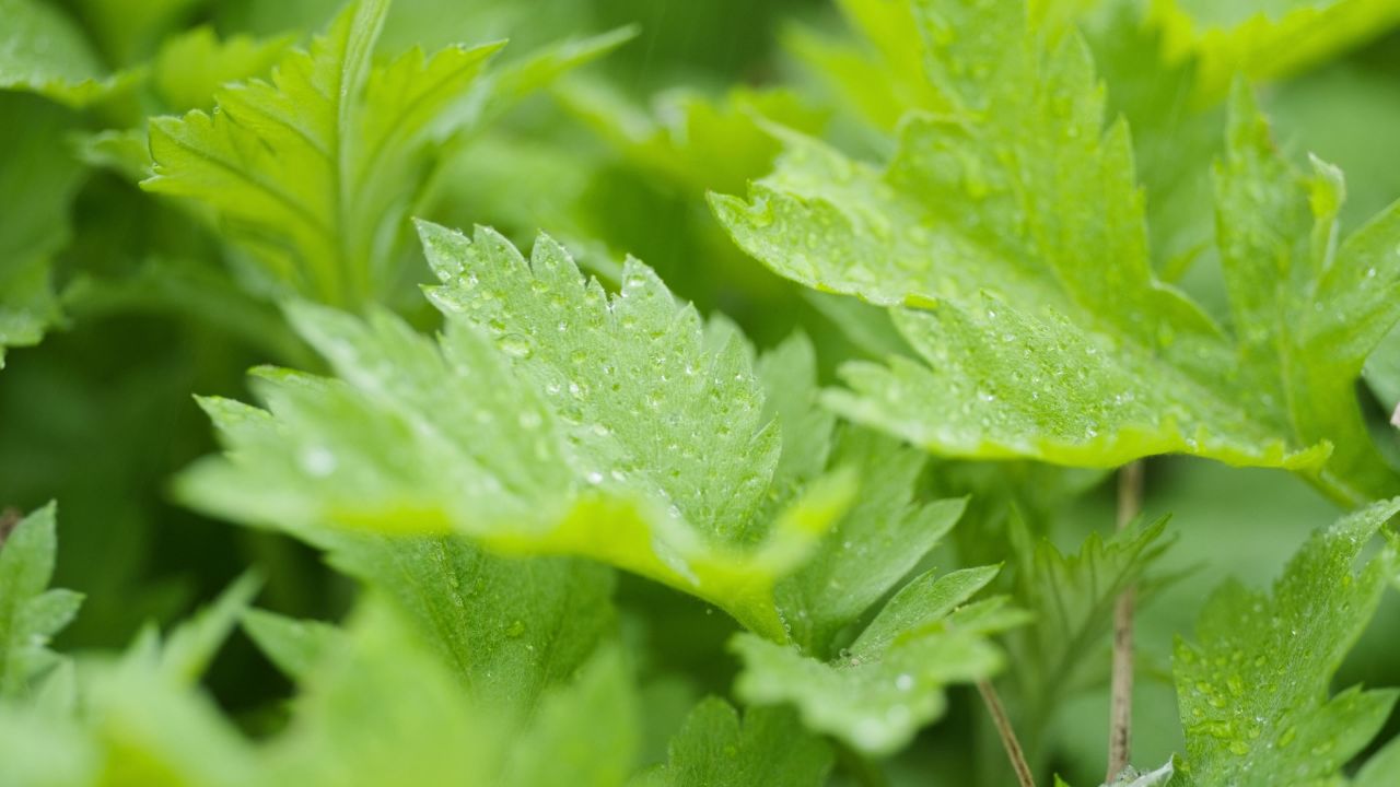 下雨水滴在植物上4K实拍