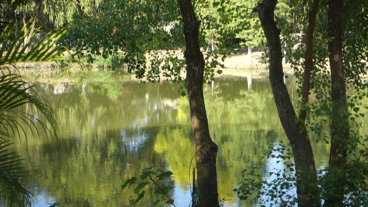 湖边树木水光潋滟