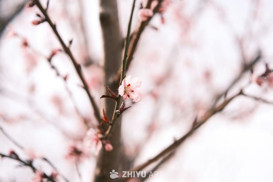 春天海棠花 11