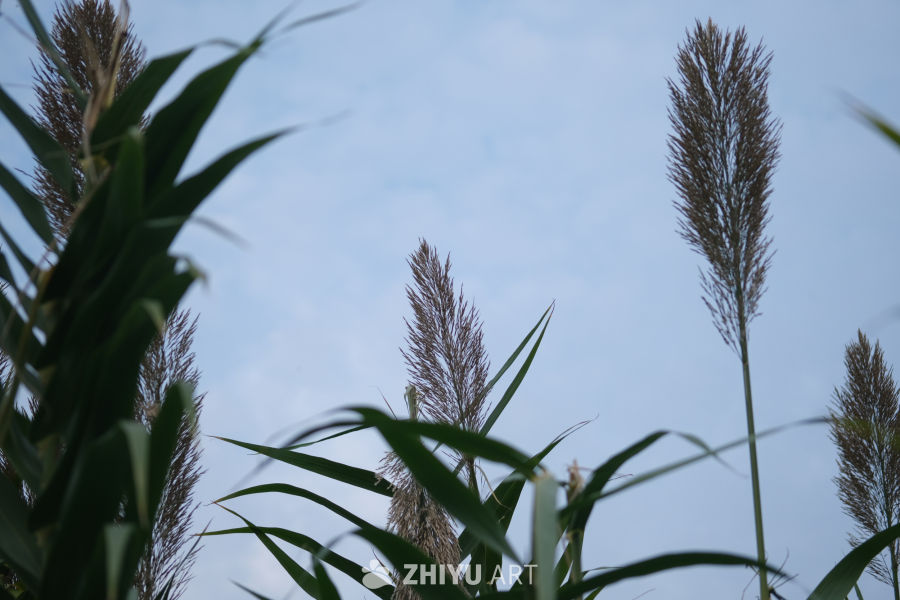 【实拍样片】富士X-T30 II相机实拍照片原片 11