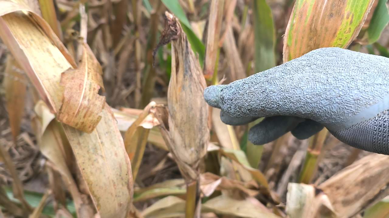 秋收 秋雨 秋粮 1