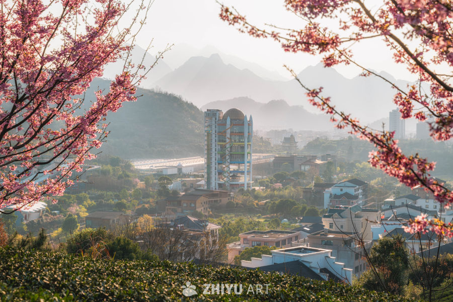 山樱漫城 茶田叠翠