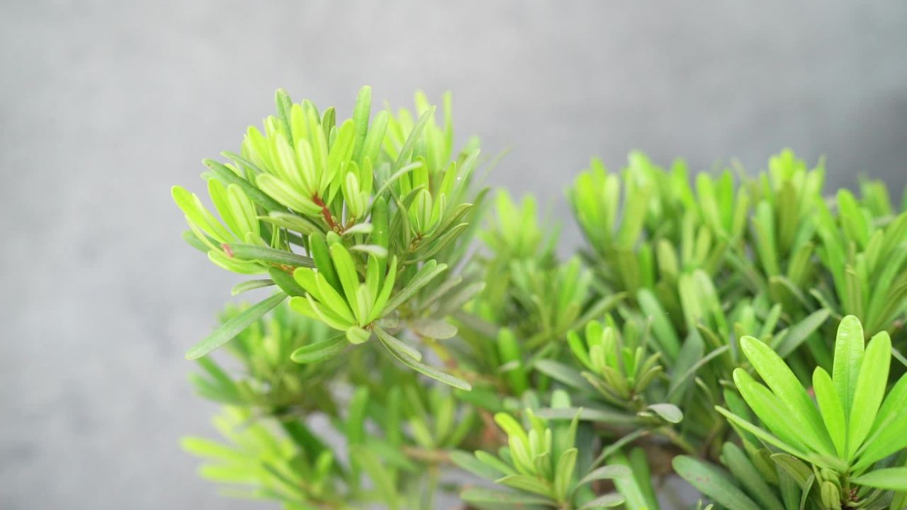 一组国风格调的文创茶咖空间空镜 2
