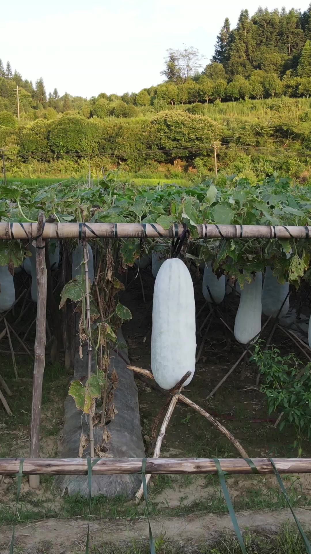 农业种植东瓜竖屏航拍