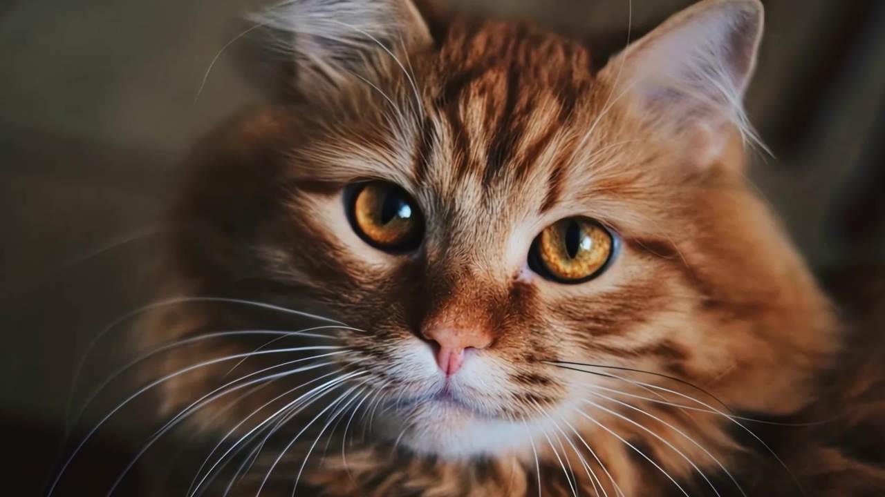 可爱猫咪