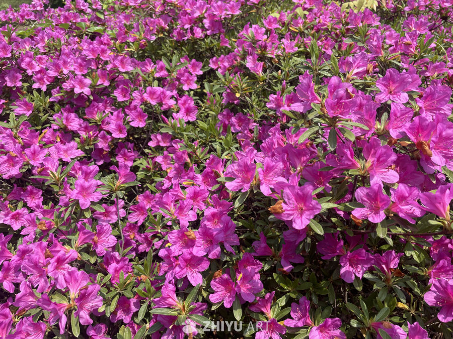 春季花卉 30