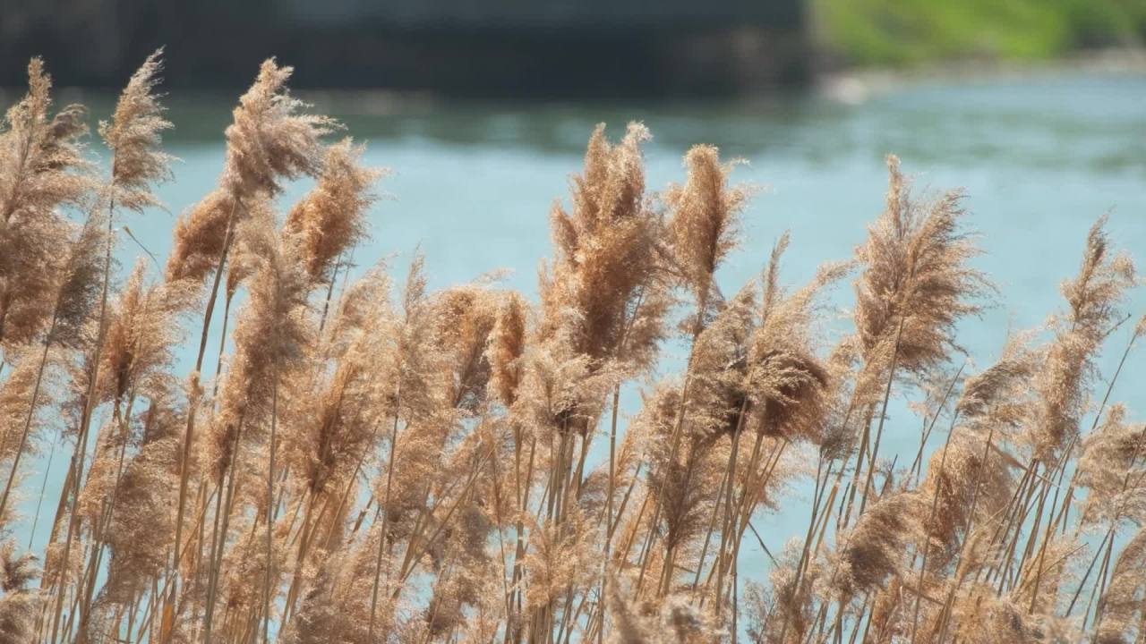 秋天芦苇荻芒菖蒲 15