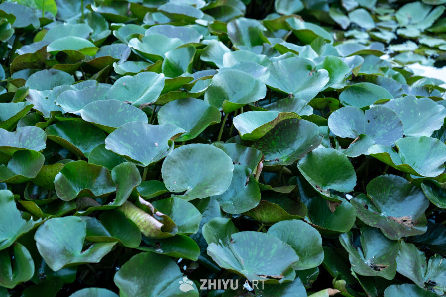 荷花 32