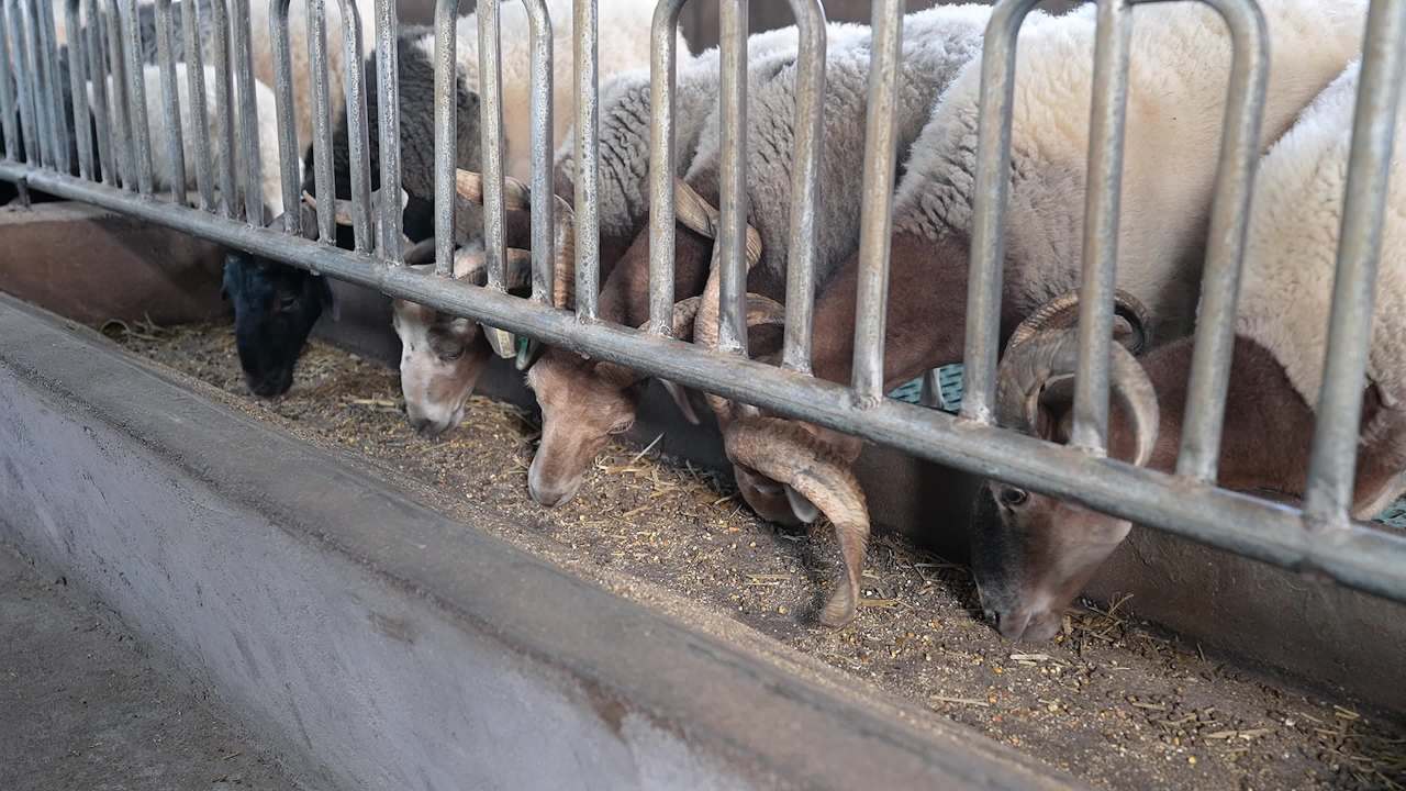 现代化养羊场养殖场景