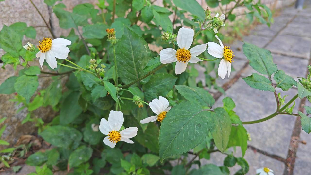 4K路边白色小野花