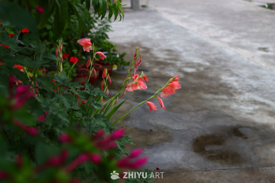 雨后花园的粉色花海
