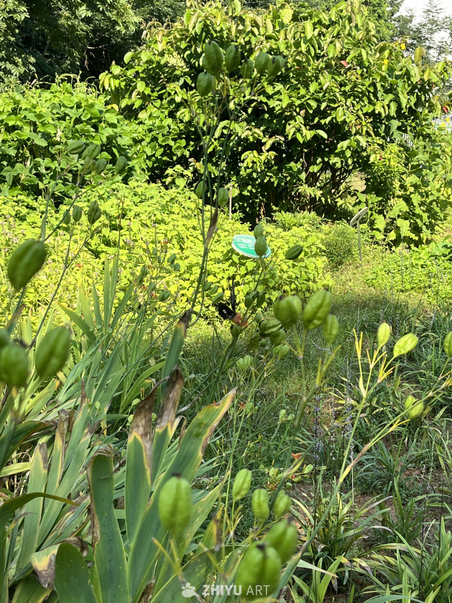 绿意盎然的花园