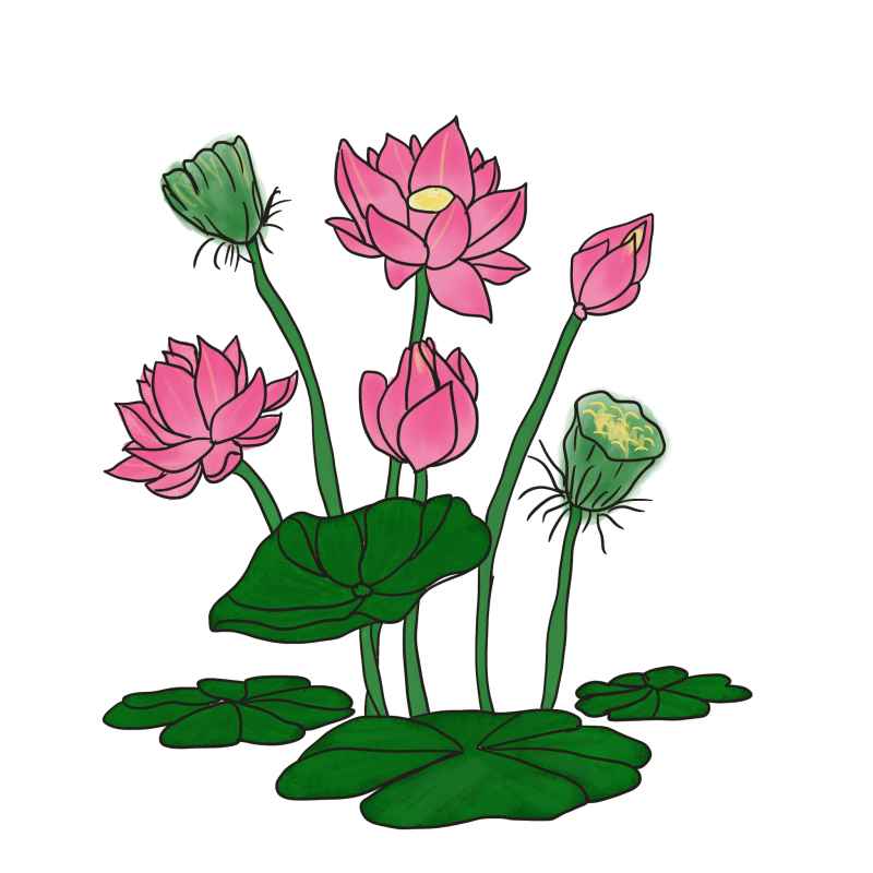 png素材，荷花