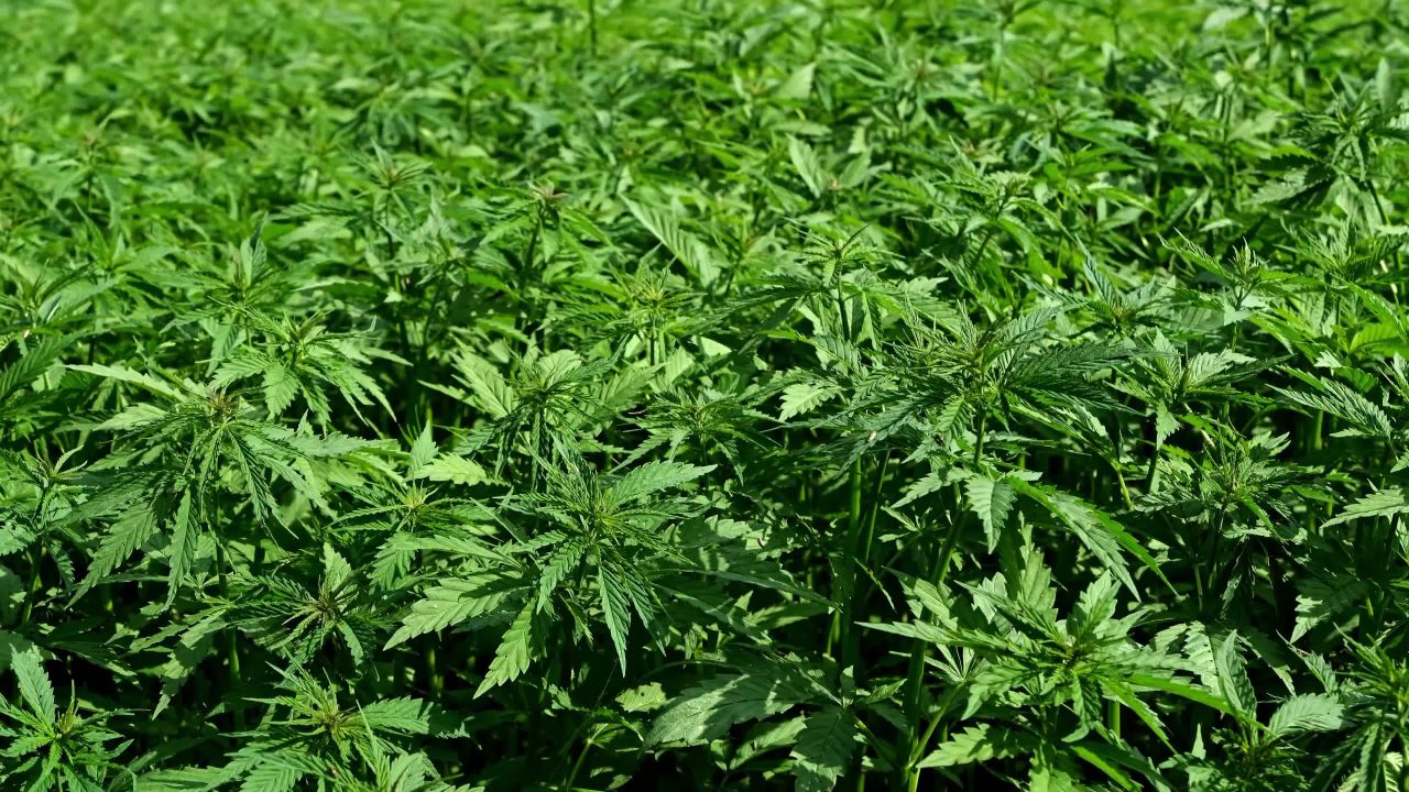 大麻植物的生长