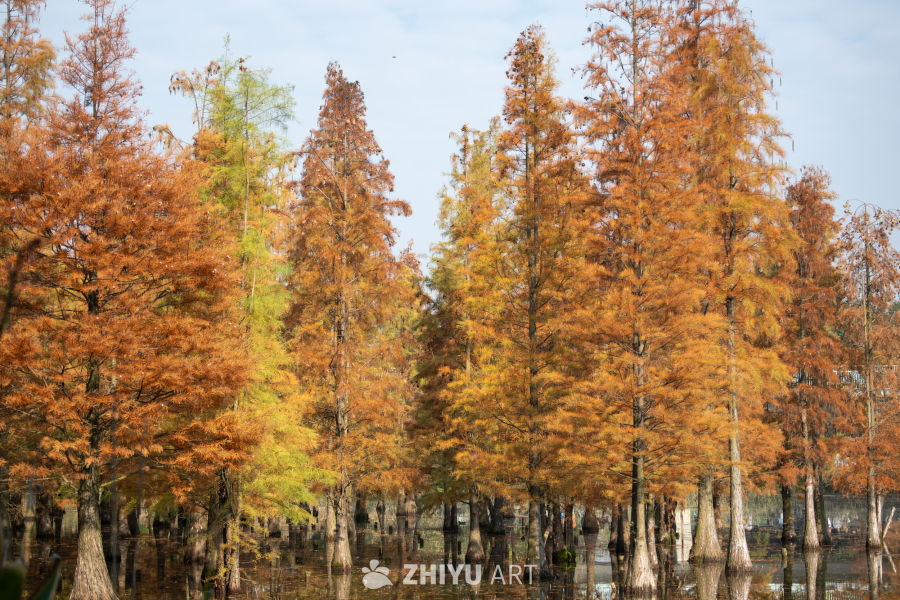 落羽杉水杉林的秋季景观