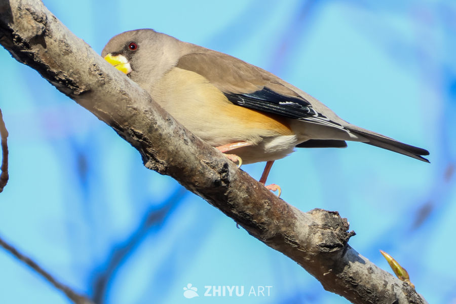 小鸟栖枝，蓝天相伴