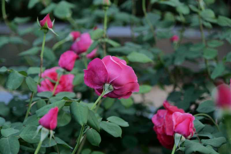 月季花 44