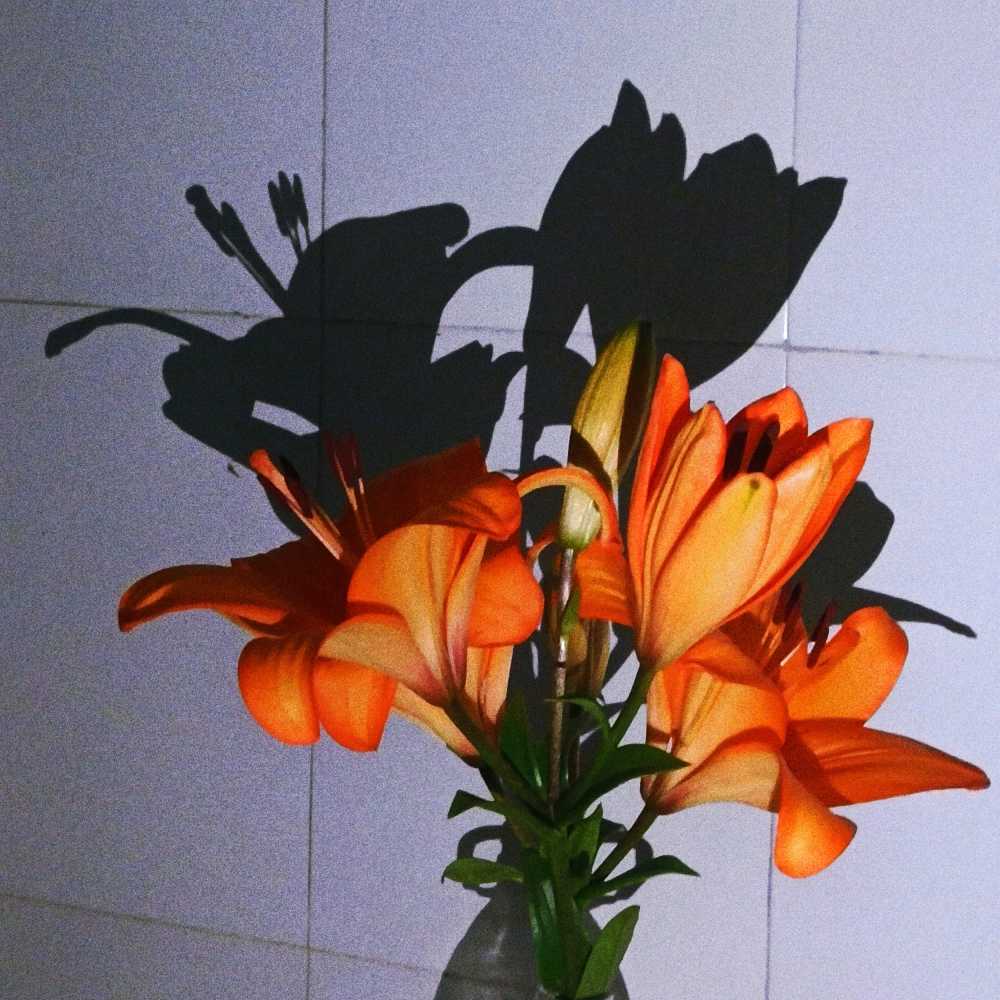 百合