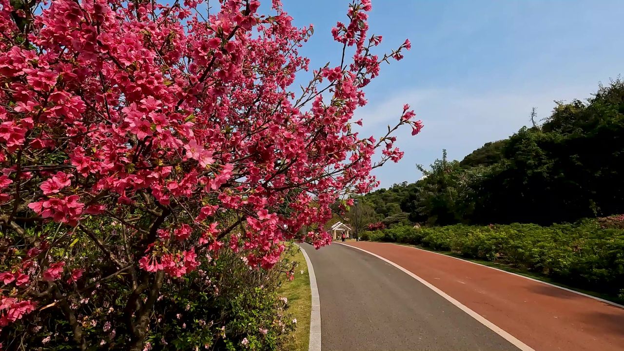 樱花