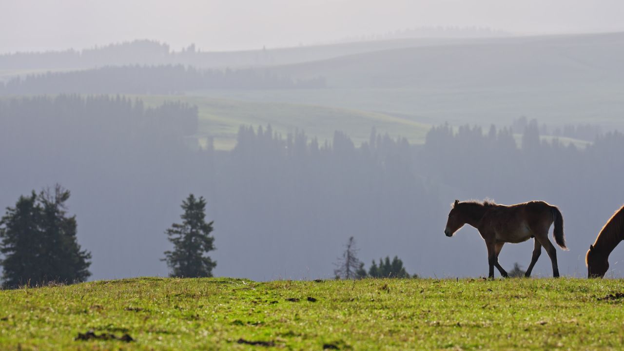新疆伊犁喀拉峻草原上的骏马