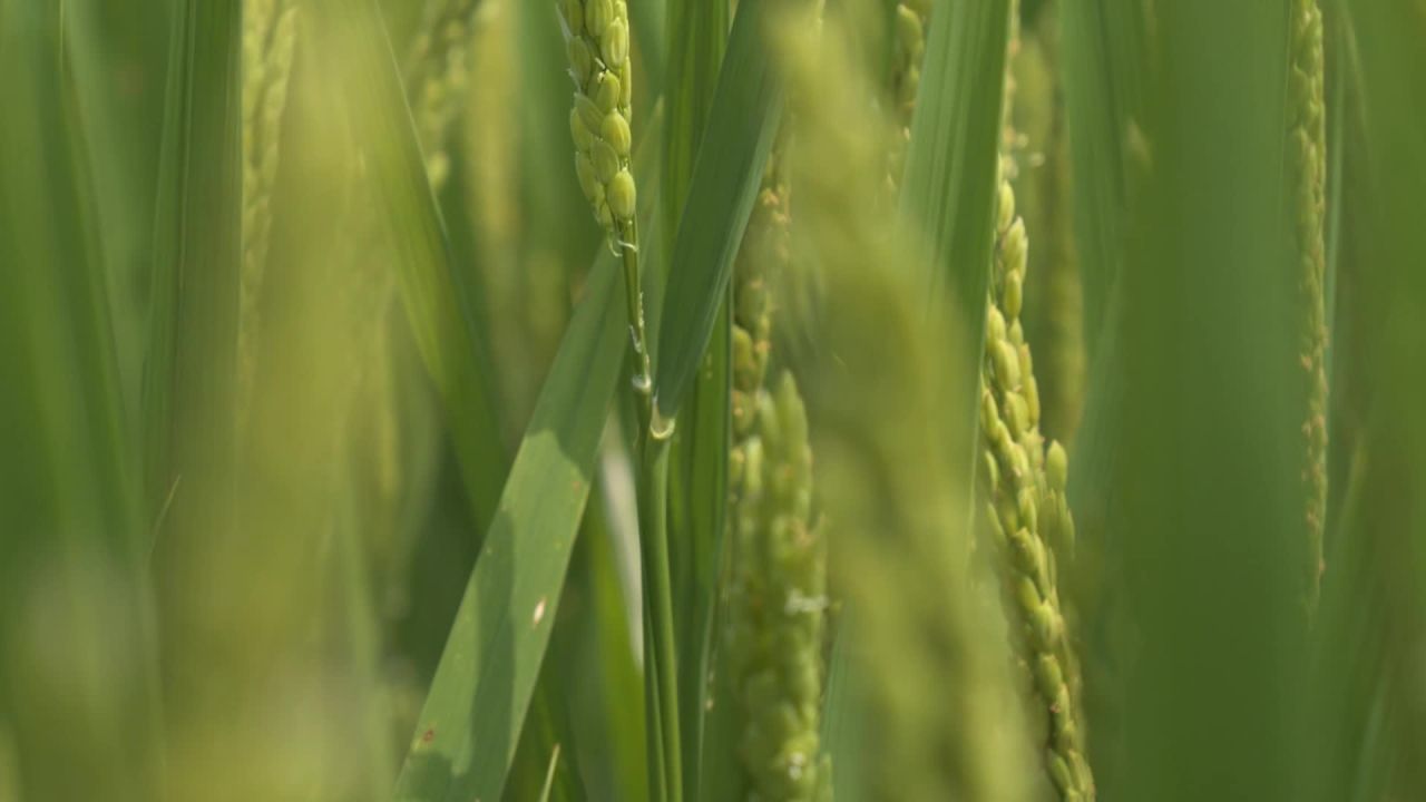 水稻粮食庄稼五常大米 48