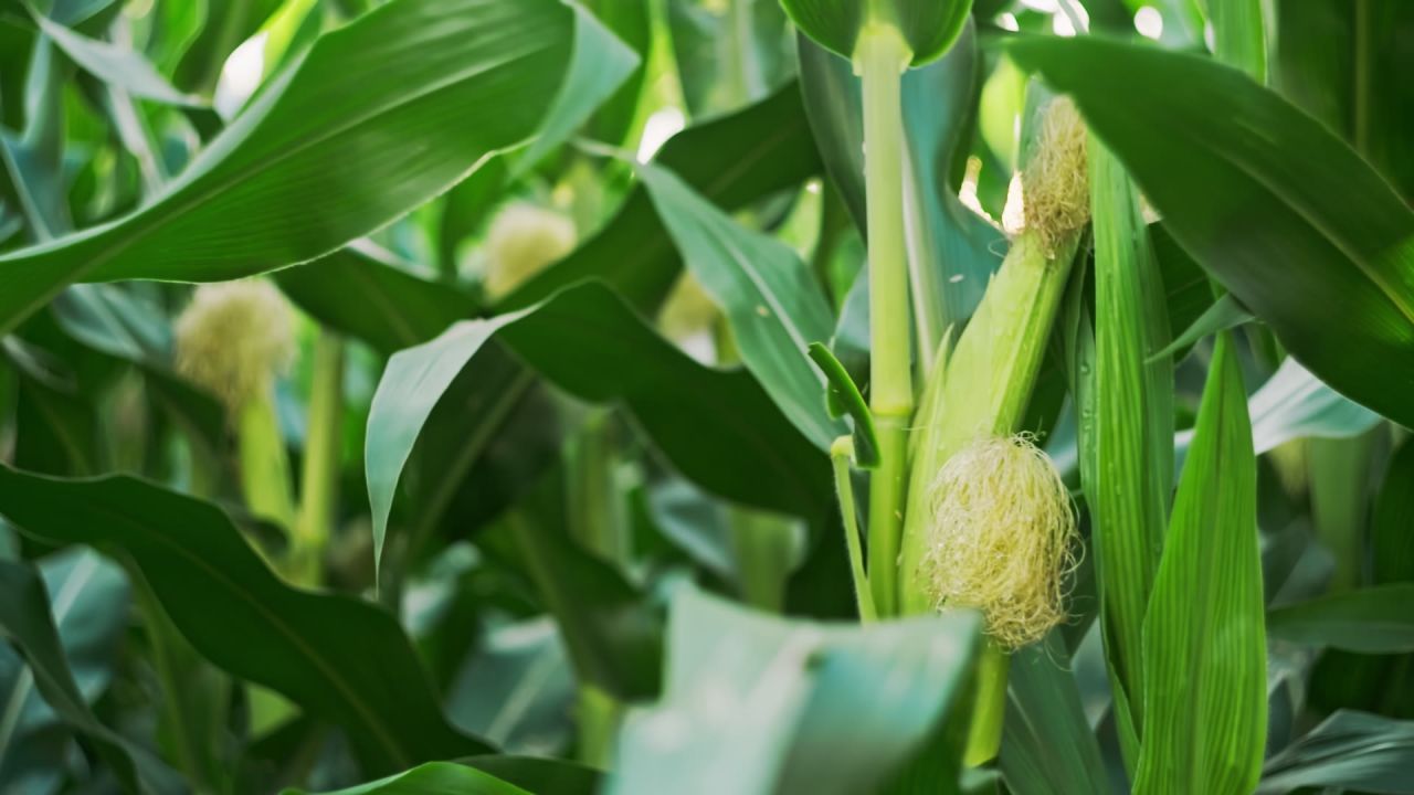 立秋时节授粉期的玉米升格视频 5