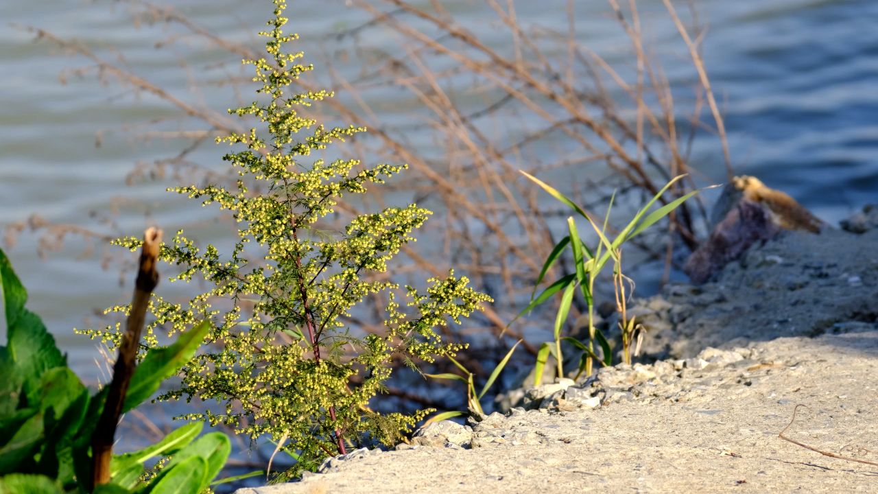 河边小黄花