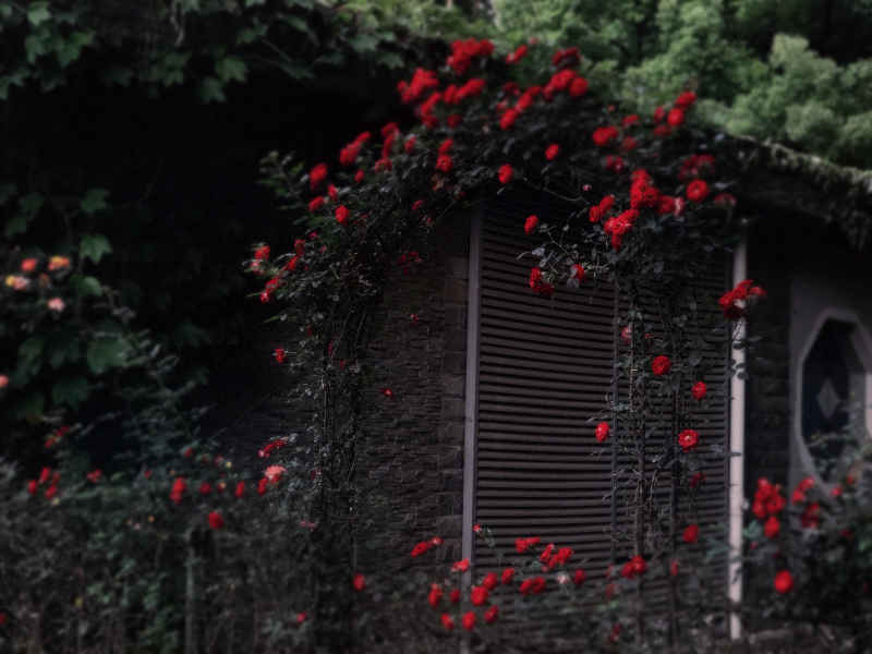 蔷薇花园