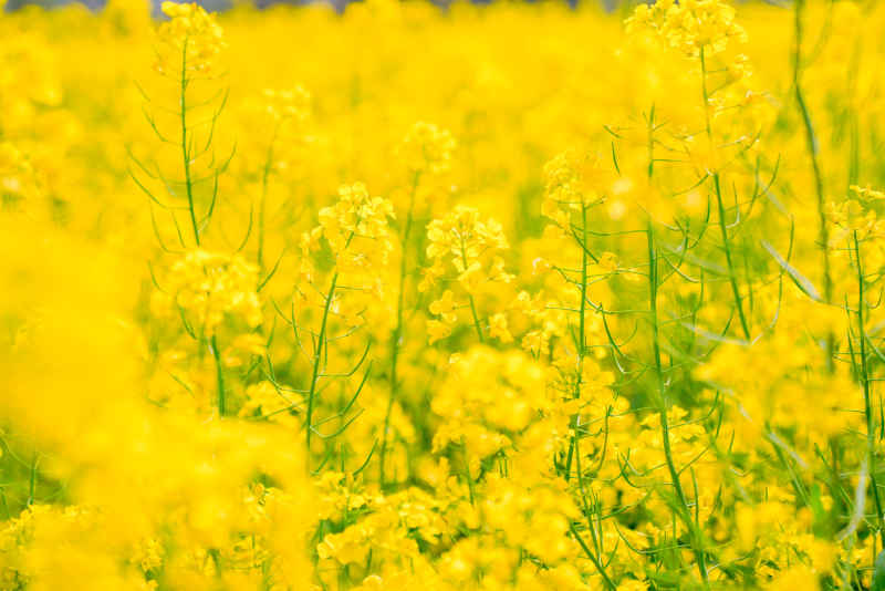 油菜花 14