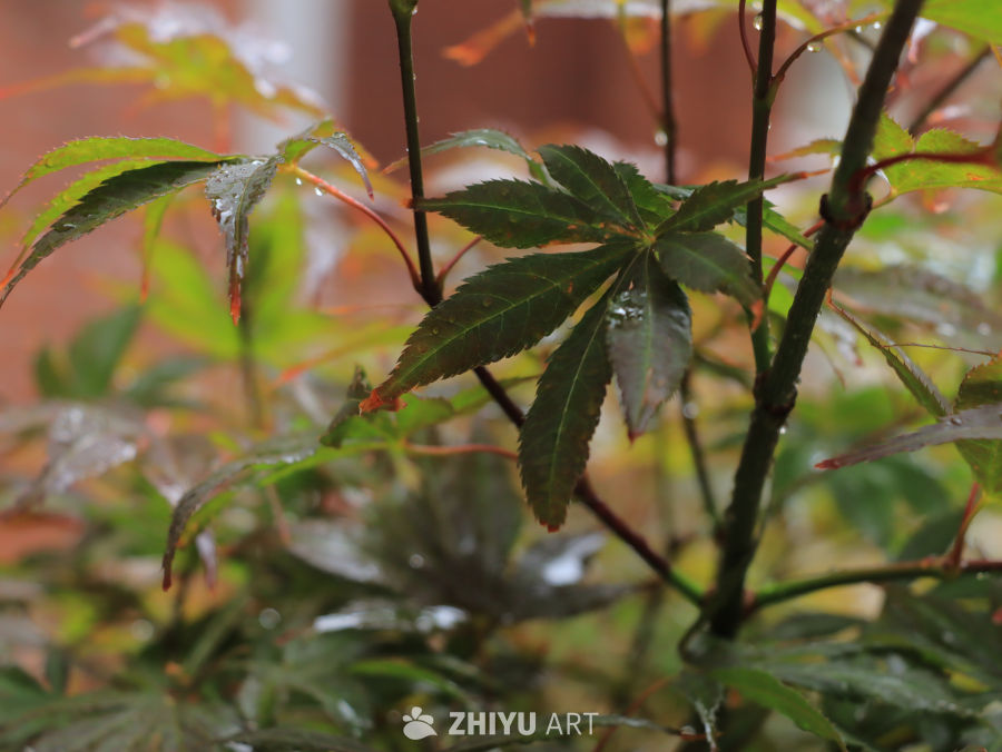 雨后枫叶的静谧之美
