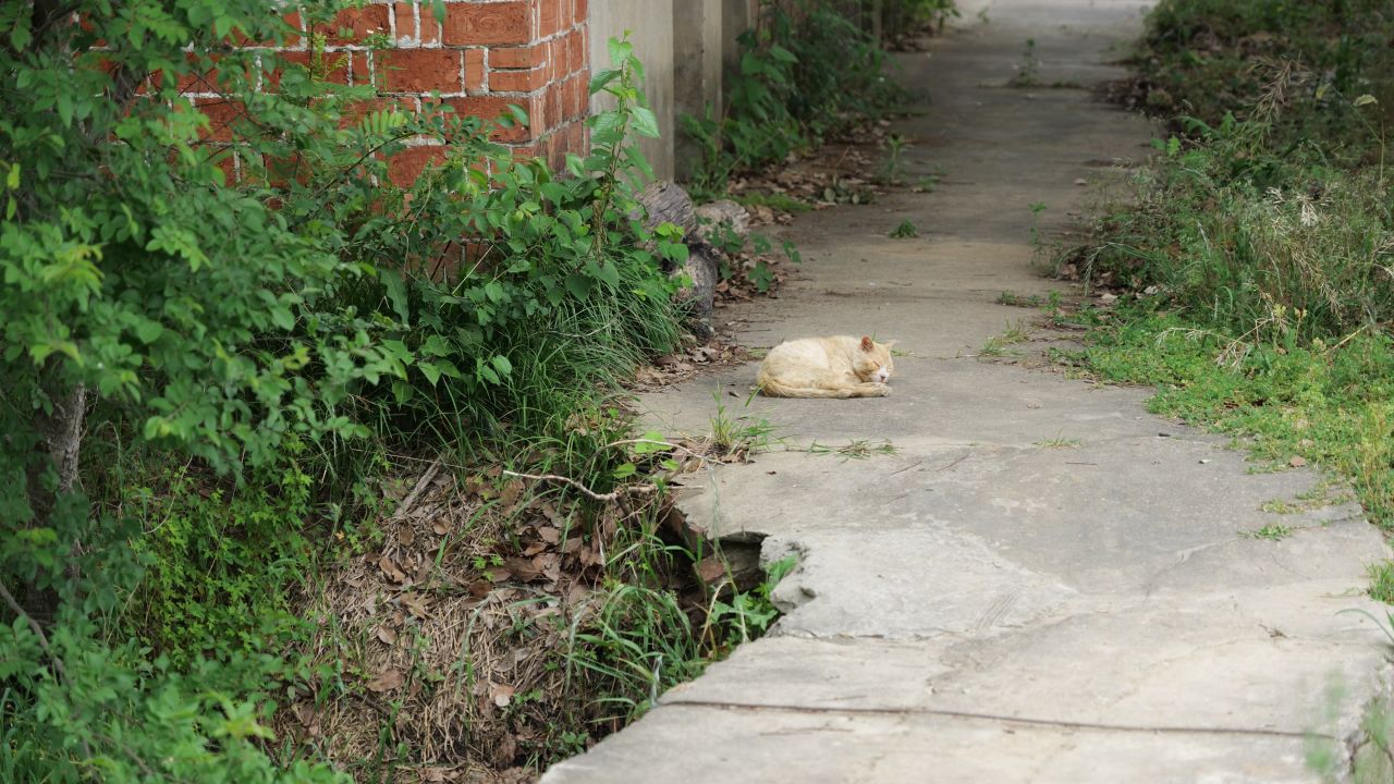 熟睡的流浪猫4K实拍