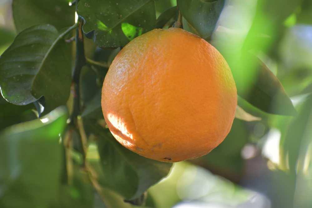 橙色桔子水果柑橘