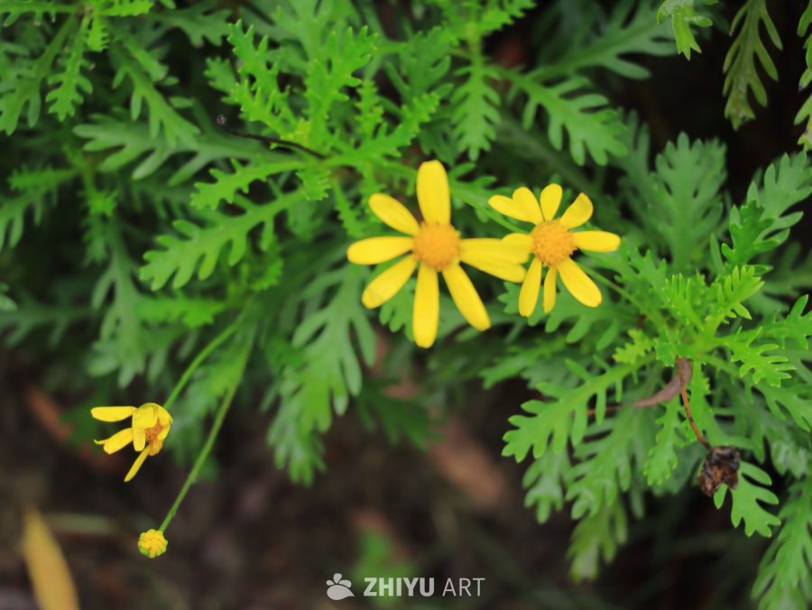 黄花绿叶的宁静时光