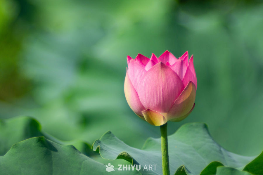 荷花 2