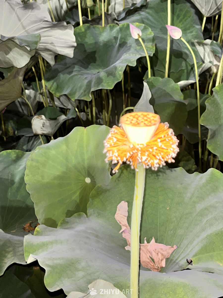 盛开的莲花与绿叶