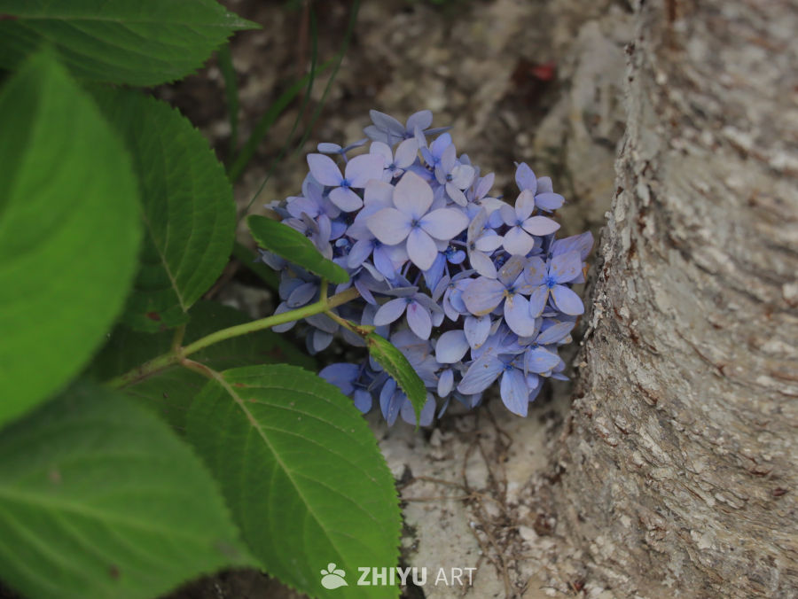 蓝紫色绣球花与绿叶