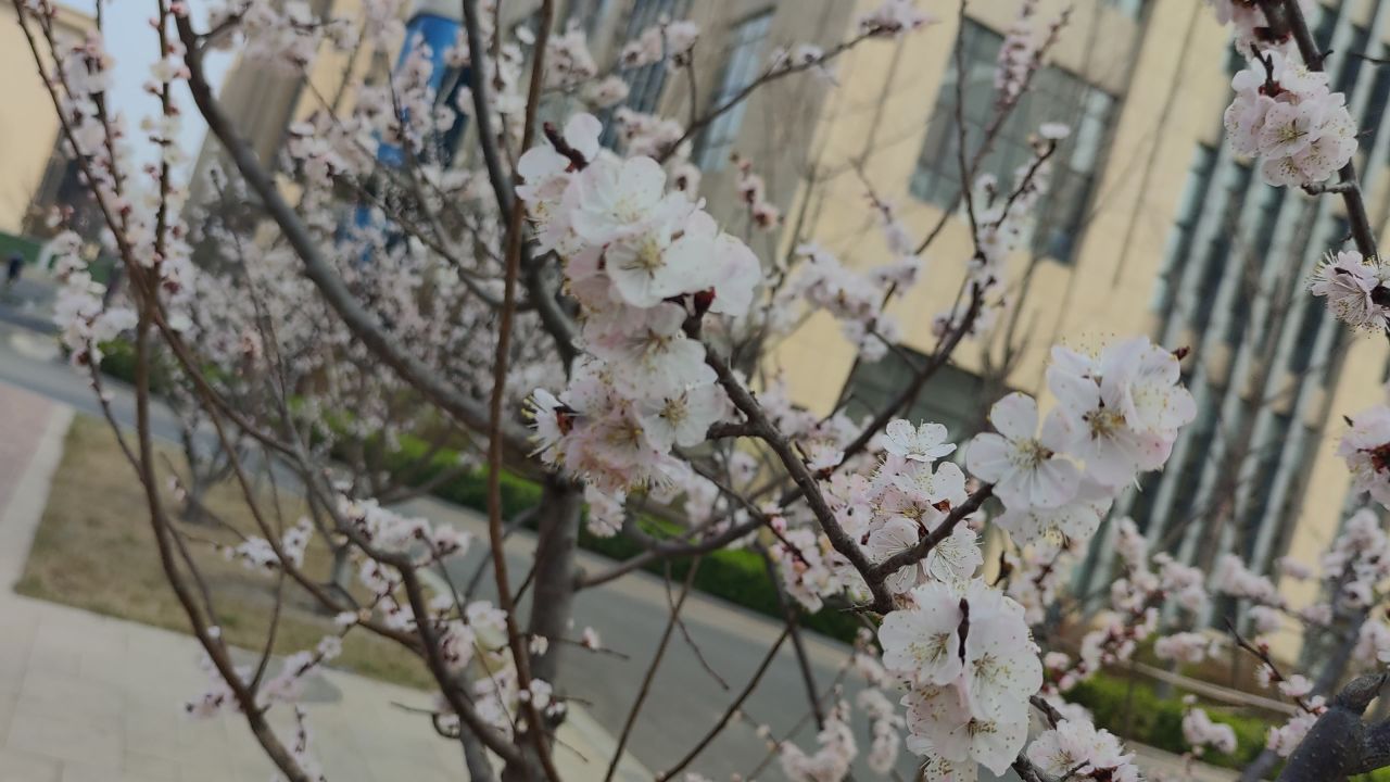 春景