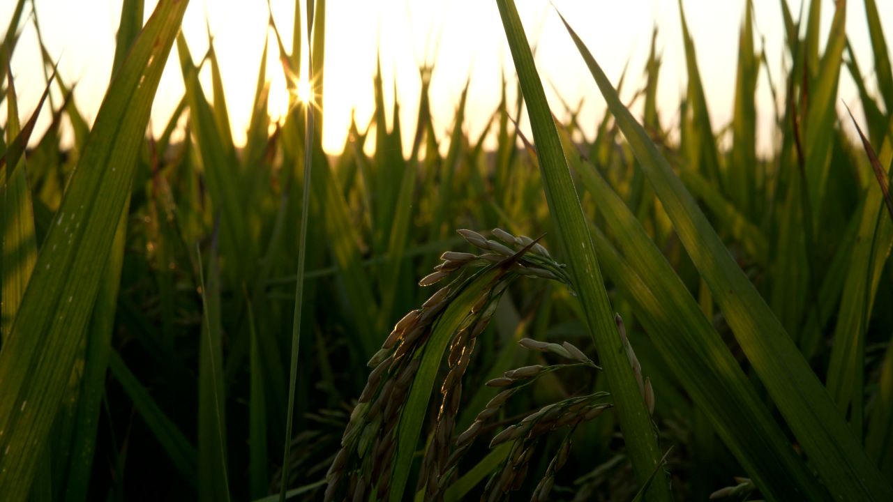 夕阳下的稻子实拍空境