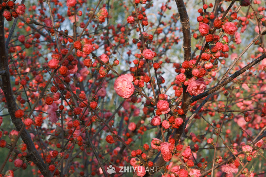 春天的花 101