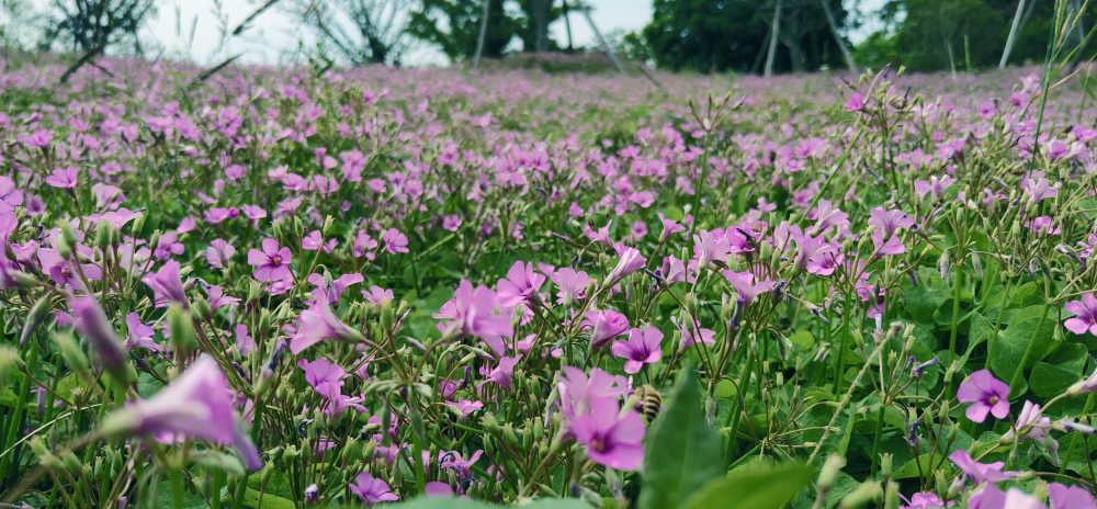 花草