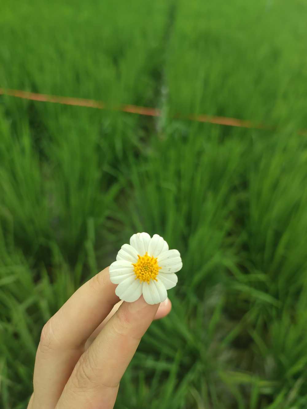 绿夏