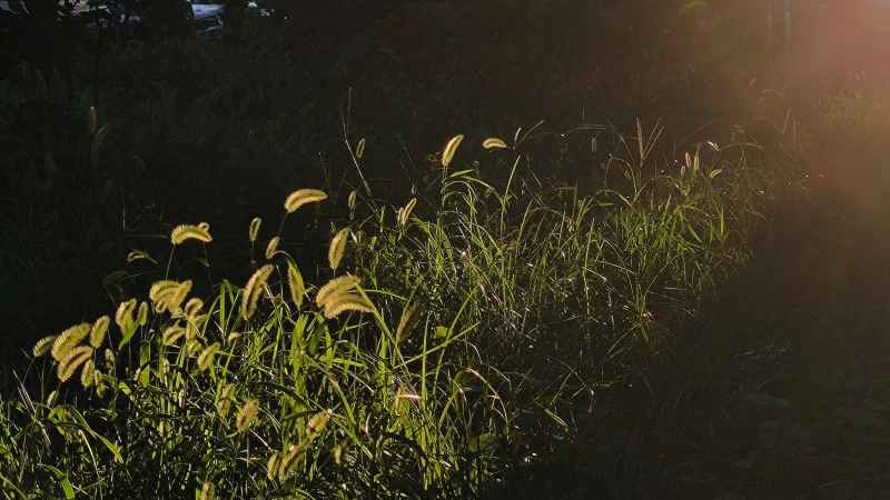 sunshine